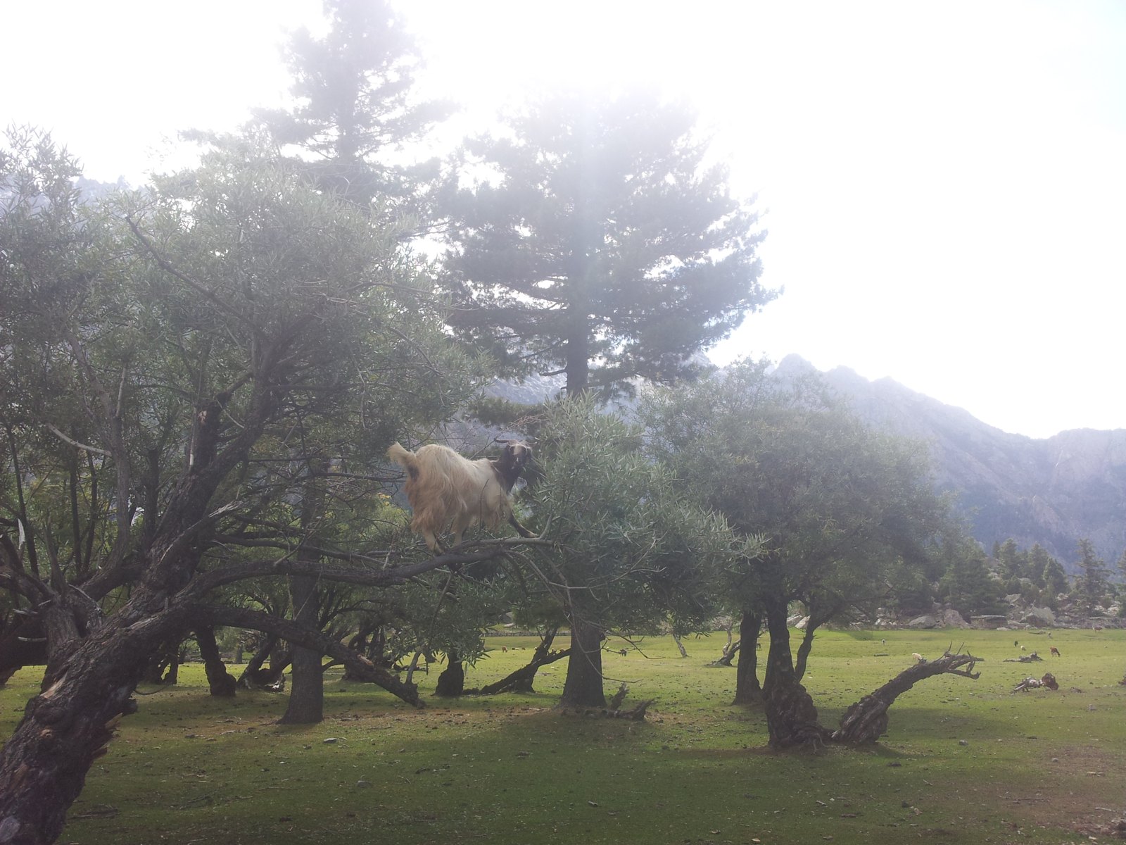 Haramosh Valley ( Kutwal Lake ) Trek (7409 m)